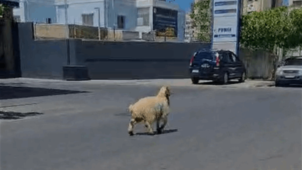 في بيروت.. خروف العيد هرب! (شاهد الفيديو)